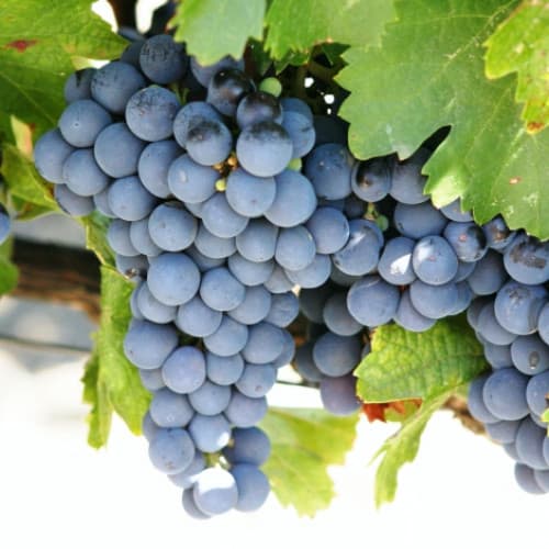 Vynuogės Cabernet de Sauvignon interface.art nuotrauka 1 Vynuogės Cabernet de Sauvignon interface.image 1 interface.art 7336