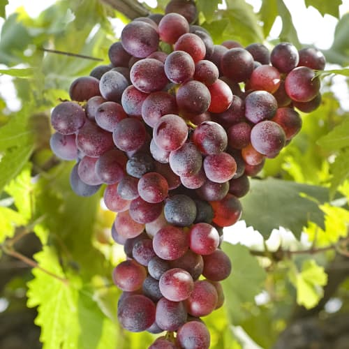 Vynuogės Canadice, Р9 interface.image 1 interface.art 5639