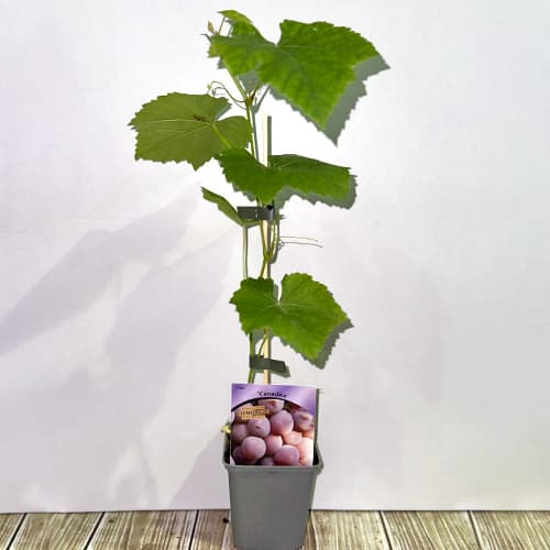 Vynuogės Canadice, Р9 interface.image 2 interface.art 5639