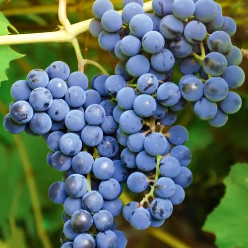 Vynuogės Cascade, Р9 interface.image 1 interface.art 7374