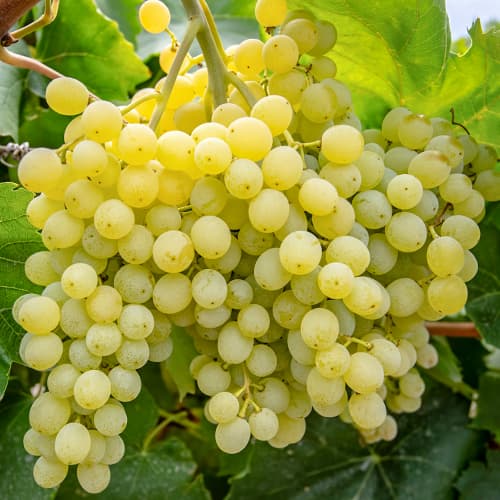 Vynuogės Iza Zaliwska interface.image 1 interface.art 5563