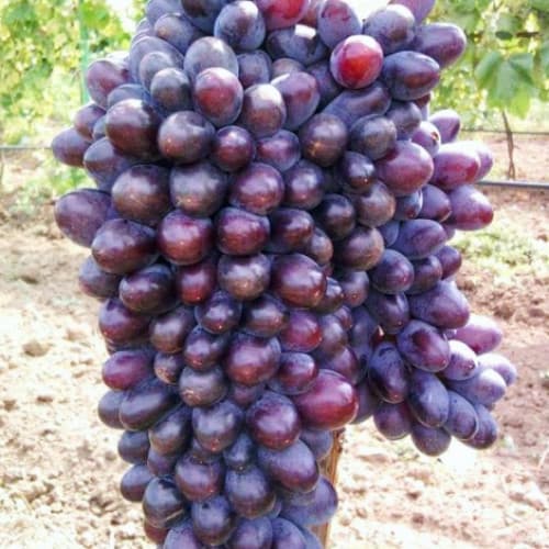 Vynuogės Jupiter interface.image 1 interface.art 6955