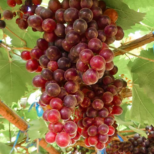 Vynuogės Kalina Red, Р9 interface.image 1 interface.art 4897