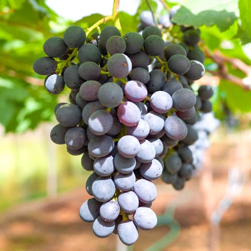 Vynuogės Kodrianka, Р9 interface.image 1 interface.art 7339