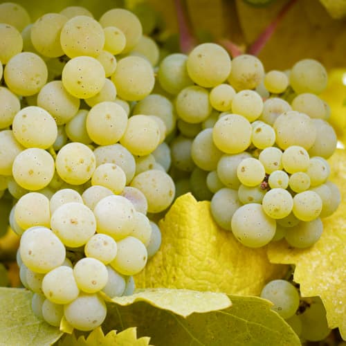 Vynuogės Lilla, Р9 interface.image 1 interface.art 5569