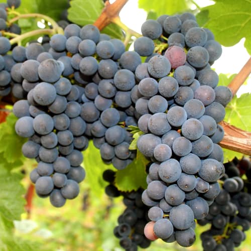 Vynuogės Nero interface.image 1 interface.art 5640