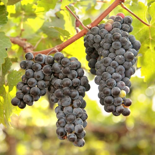 Vynuogės New York Muscat, Р9 interface.image 1 interface.art 6959