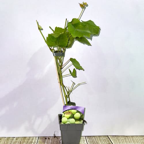 Vynuogės Ontario, P9 interface.image 2 interface.art 6956