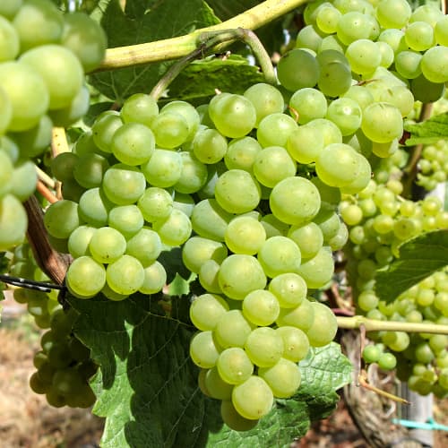 Vynuogės Perła Zalii interface.image 1 interface.art 5564