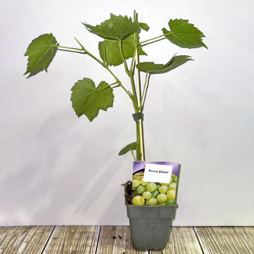 Vynuogės Pinot Blanc, Р9 interface.image 2 interface.art 4895