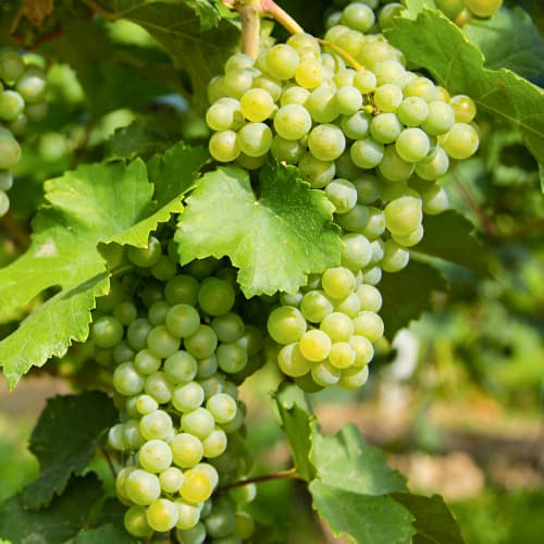 Vynuogės Prim interface.image 1 interface.art 5565