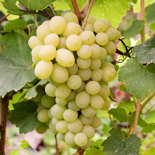 Vynuogės Refren interface.image 1 interface.art 4896