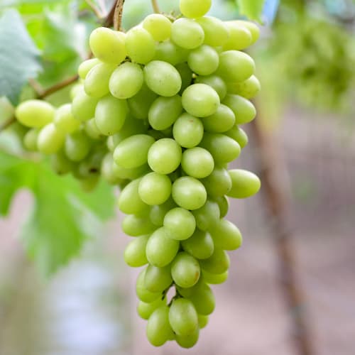 Vynuogės Regina interface.image 1 interface.art 5566