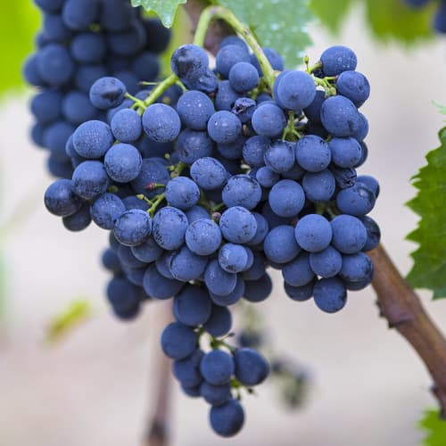 Vynuogės Rondo interface.image 1 interface.art 6958