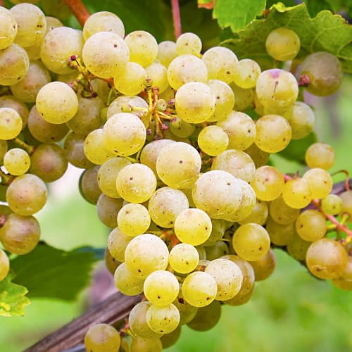 Vynuogės Seyval Blanc, P9 interface.image 1 interface.art 7343