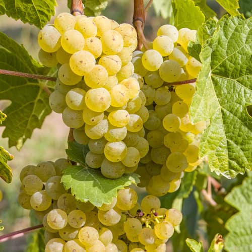 Vynuogės Seyval Blanc, P9 interface.image 2 interface.art 7343