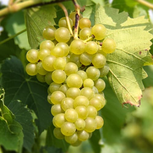 Vynuogės Seneca interface.image 1 interface.art 5570