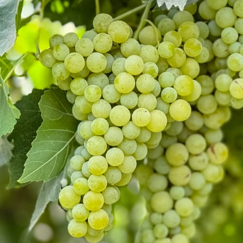 Vynuogės Solaris, P9 interface.image 1 interface.art 6951