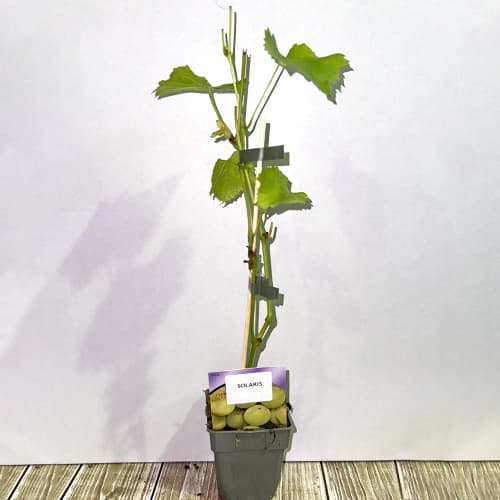 Vynuogės Solaris, P9 interface.image 2 interface.art 6951