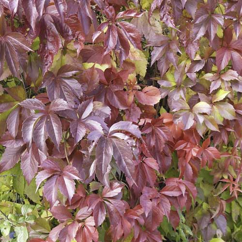 Vynvytis penkialapis Parthenocissus Quinquefolia Redwall Troki ®, С2 interface.art nuotrauka 1 Vynvytis penkialapis Parthenocissus Quinquefolia Redwall Troki ®, С2 interface.image 1 interface.art 8232