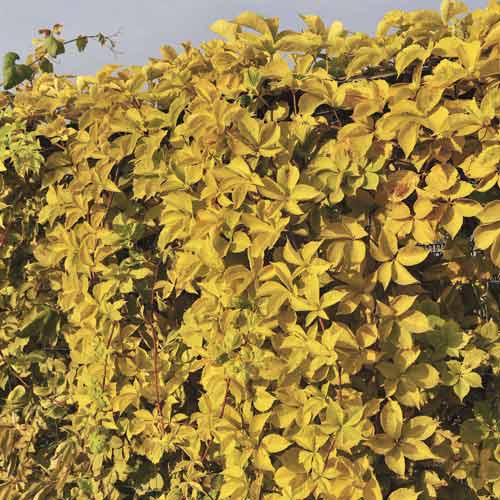 Vynvytis penkialapis Parthenocissus Quinquefolia Yellow Wall PBR, С2 interface.image 1 interface.art 8233