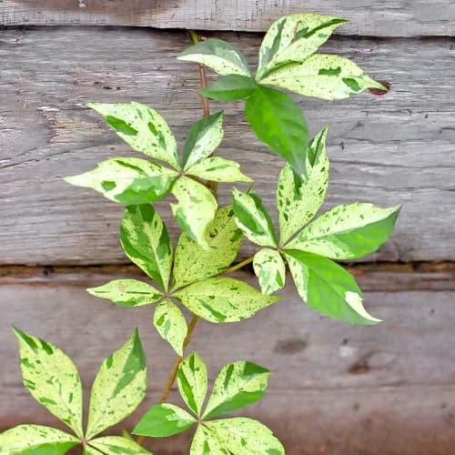 Vynvytis penkialapis Parthenocissus Star Showers, P9 interface.image 1 interface.art 5866