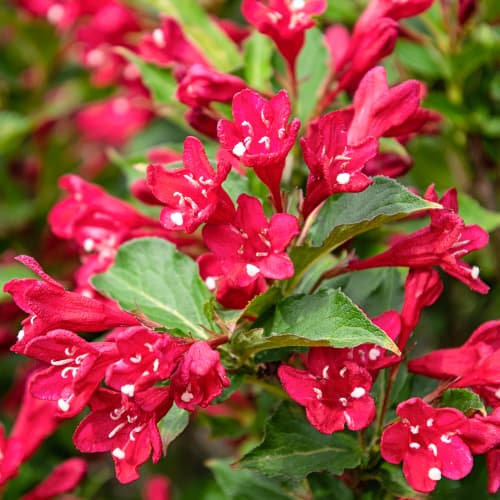 Weigela All Summer Red, С2 interface.art nuotrauka 1 Weigela All Summer Red, С2 interface.image 1 interface.art 8270