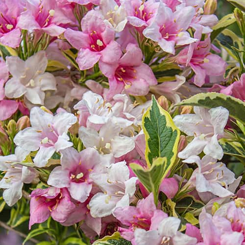Weigela Magical® Rainbow, С2 interface.art nuotrauka 1 Weigela Magical® Rainbow, С2 interface.image 1 interface.art 8272
