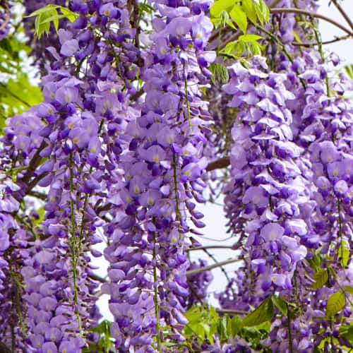 Wisteria floribunda Royal Purple, С2 interface.art nuotrauka 1 Wisteria floribunda Royal Purple, С2 interface.image 1 interface.art 8276