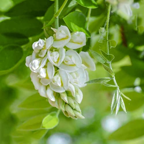Wisteria frutescens Nivea, С2 interface.art nuotrauka 1 Wisteria frutescens Nivea, С2 interface.image 1 interface.art 8278