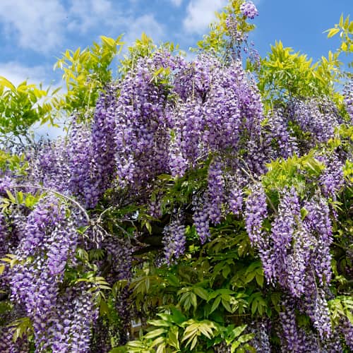 Wisteria macrostachya Blue Moon, С2 interface.art nuotrauka 1 Wisteria macrostachya Blue Moon, С2 interface.image 1 interface.art 8279