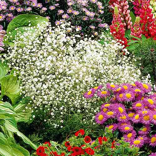 Žąsų kojelės paniculate balta Kiepenkerl interface.image 1 interface.art 96538