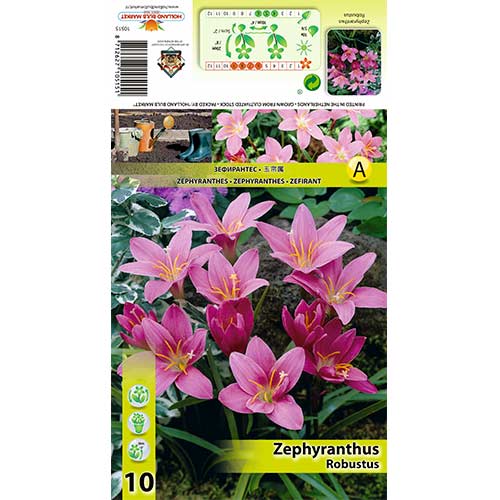 Zefyrantas (Zephyranthes Robustus) interface.image 1 interface.art 70457