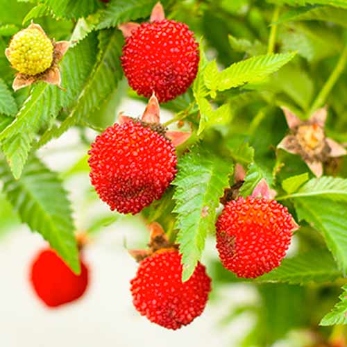 Žemuoginė avietė interface.image 1 interface.art 9602