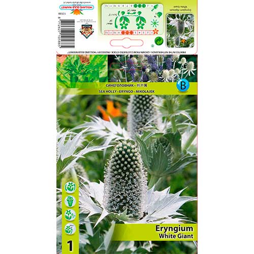 Zunda (Eryngium) Bethlehem interface.art nuotrauka 1 Zunda (Eryngium) Bethlehem interface.image 1 interface.art 76233