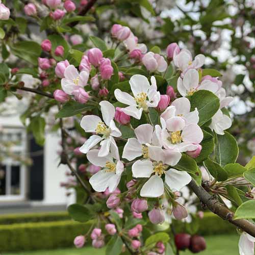 Žydinti obelis Red Sentinel, С5 interface.image 1 interface.art 7724