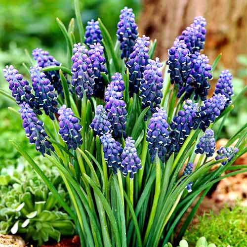 Žydrė Neclectum interface.image 1 interface.art 70235