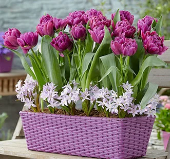 Best Buy Capperline gėlių svogūnėliai