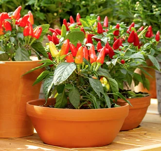 Daržovių sodas ant palangės