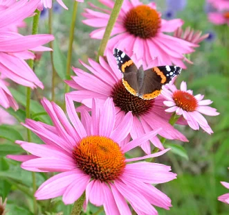 Daugiamečių gėlių sėklos