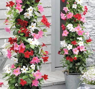 Daugiametės gėlės