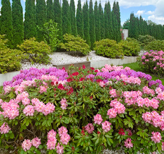 Dekoratyviniai augalai