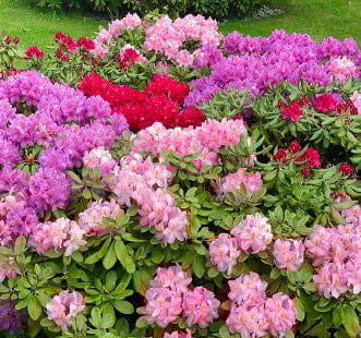 Dekoratyviniai krūmai