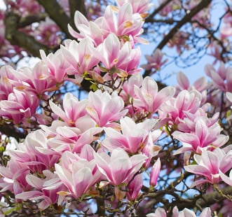 Dekoratyviniai medžiai