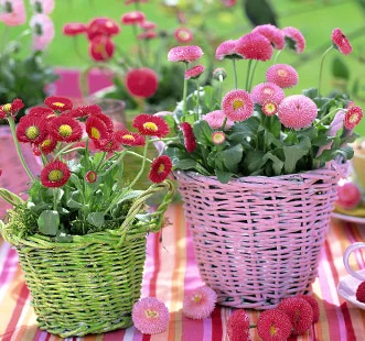 Dvimečių gėlių sėklos