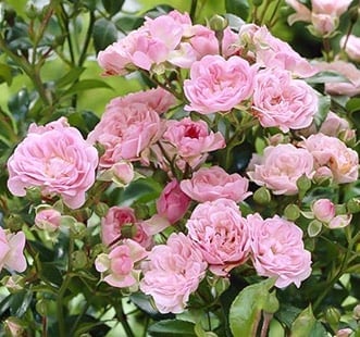 Floribunda rožė