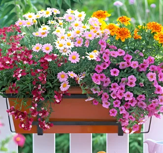 Gėlių sėklų dauginimui