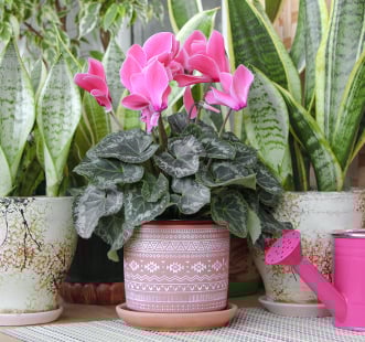 Kambarinių gėlių sėklos