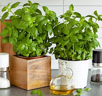 Prieskoninių augalų sėklos