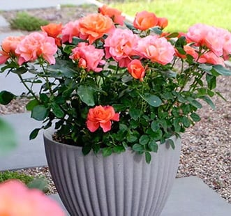 Rožės balkonui, terasai